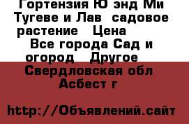 Гортензия Ю энд Ми Тугеве и Лав, садовое растение › Цена ­ 550 - Все города Сад и огород » Другое   . Свердловская обл.,Асбест г.